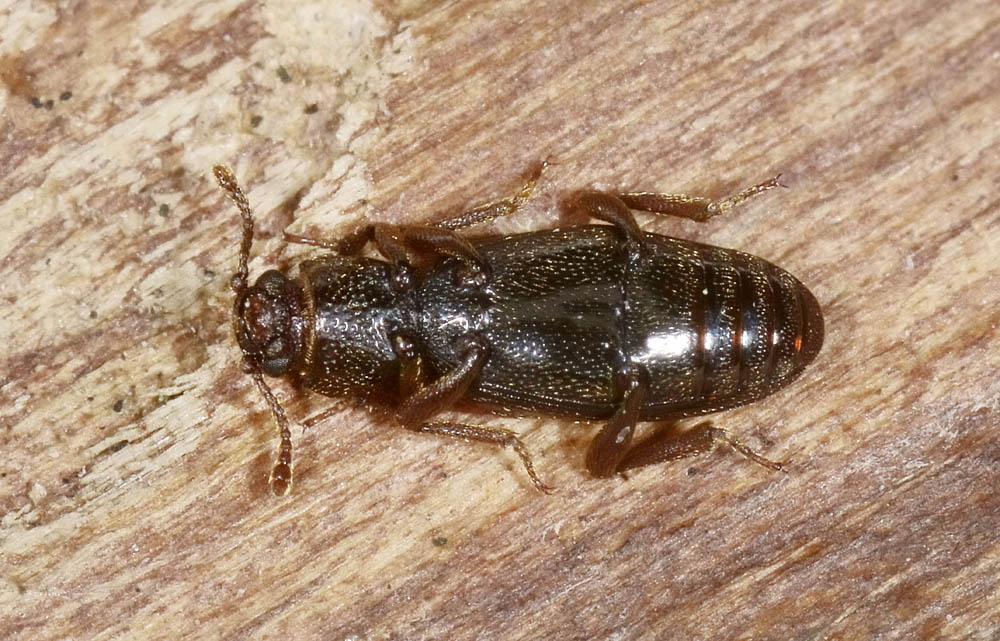 Bothrideres bipunctatus